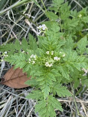 Valeriana chaerophylloides