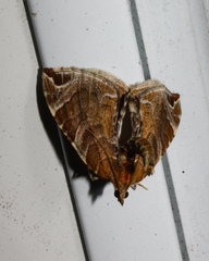 Eulithis molliculata