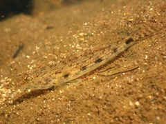 Glossogobius