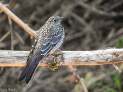 Townsend's Solitaire photo 6