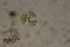 Dimorphococcus lunatus