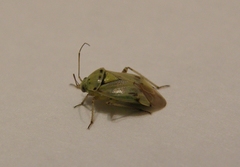 Miridae