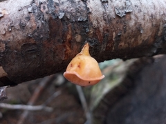 Aleurodiscus vitellinus