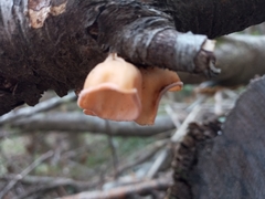 Aleurodiscus vitellinus