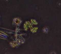 Dimorphococcus lunatus