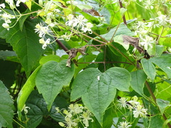 Clematis catesbyana
