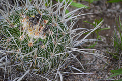 Echinofossulocactus zacatecasensis