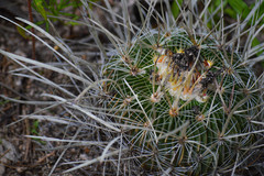 Echinofossulocactus zacatecasensis