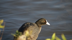 Fulica atra