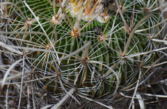 Echinofossulocactus zacatecasensis