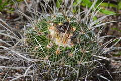 Echinofossulocactus zacatecasensis