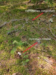 Hydnellum mirabile