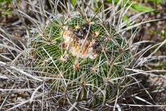Echinofossulocactus zacatecasensis