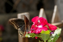 Papilio menatius morelius