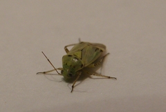 Miridae