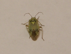 Miridae