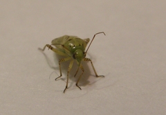 Miridae