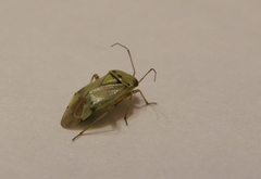 Miridae