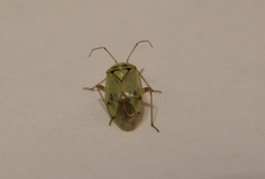 Miridae