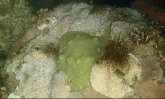 Plesiastrea versipora