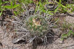 Echinofossulocactus zacatecasensis