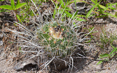 Echinofossulocactus zacatecasensis