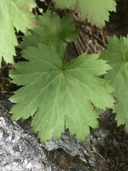 Heuchera glabra
