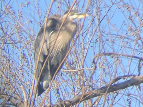 photo of Great Blue Heron (Ardea herodias)