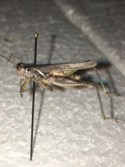 Melanoplus angustipennis