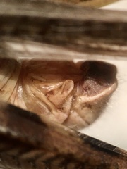 Melanoplus angustipennis