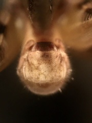 Melanoplus angustipennis