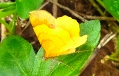 Erastria decrepitaria