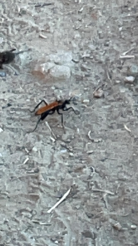 photo of Milde's Tarantula-hawk Wasp (Pepsis mildei)