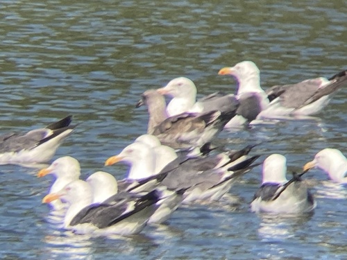 photo of Western Gull (Larus occidentalis)