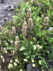 Castilleja parviflora albida