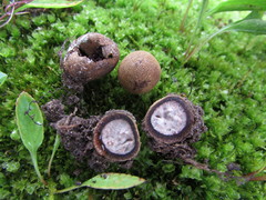 Elaphomyces americanus