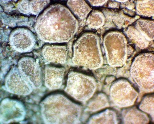 Lecanora carpinea image