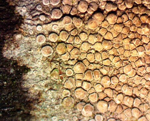 Lecanora carpinea image