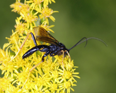 Exetastes suaveolens