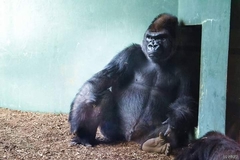 Gorilla gorilla