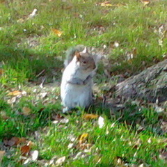 Sciurus carolinensis