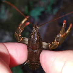 Cambarus howardi