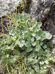 Heuchera parvifolia