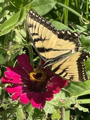 Papilio canadensis × glaucus