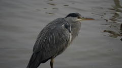 Ardea cinerea