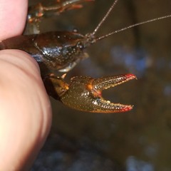 Cambarus howardi