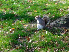 Sciurus carolinensis