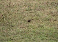 Xanthocephalus xanthocephalus