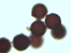 Elaphomyces americanus