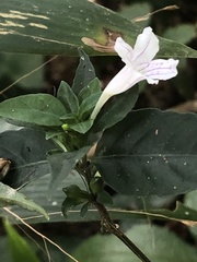 Ruellia terminalis
